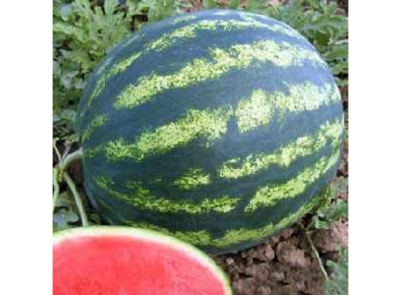 Бест Шот F1 - семена арбуза, 1000 сем., Lark Seeds Бест Шот F1 - семена арбуза, 1000 сем., Lark Seeds